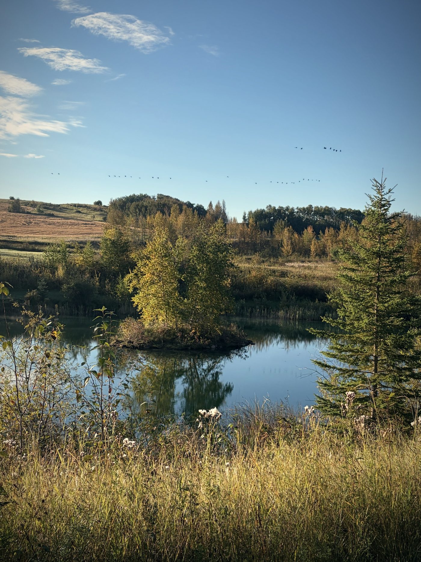 The pond in early autumn, a small island of trees and the hill beyond